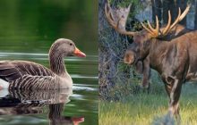 Лосиний сир, гнізда стрижів і не тільки: 10 шалено дорогих та дивних делікатесів