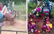 У Росії могили "героїв СВО" розкопують "свині-вандали" (відео)