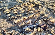 У заповіднику на Одещині викинуло на узбережжя тисячі крабів: чи небезпечне явище