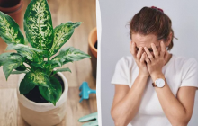 Від зради чоловіка до проблем зі здоров'ям: 5 причин прибрати диффенбахію з дому