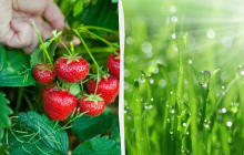 Обязательно нужно съесть землянику: какой праздник 9 июля, приметы и запреты дня