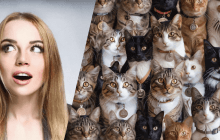 Справжній виклик для мозку: треба знайти рибу серед котів за 9 секунд в оптичній ілюзії