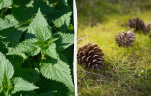 Потрібно зірвати пучок кропиви: яке свято 11 липня, прикмети і заборони дня