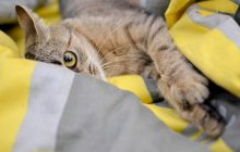 Как отучить кота царапать мебель: действенные советы