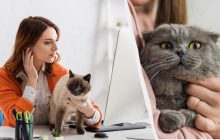 Почему коты мяукают на людей: исследователи выяснили неожиданную причину