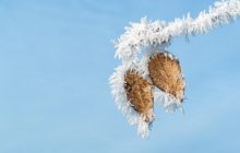 Четыре ночи подряд в Украине будут заморозки: "минус" скует почти всю страну (карта)