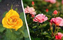 Погубят весь цветник: как спасти розы от трипсов