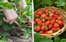 Обрізати полуницю потрібно тільки в одному випадку: одиниці городників знають це
