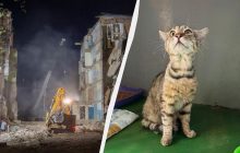 История, от которой разрывается сердце: из-под завалов в Киеве спасли кота (фото)