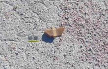 Росіяни почали засипати прифронтові території забороненими мінами (відео)