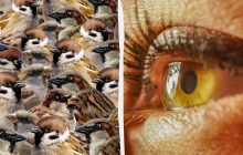 Усі бачать горобців, а треба знайти ластівку за 8 секунд: дуже складна оптична ілюзія