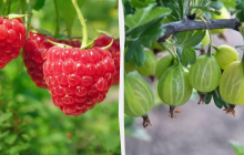 Нужно сварить малиновое варенье: какой праздник 14 июля, приметы и запреты дня