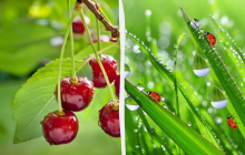 Потрібно з'їсти вареники з вишнею: яке свято 15 липня, прикмети і заборони дня