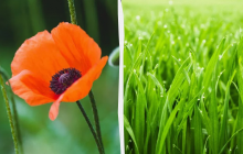 Не можна відмовляти в допомозі: яке свято 16 липня, прикмети і заборони дня