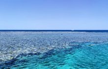 Учені зробили несподіване відкриття в Червоному морі