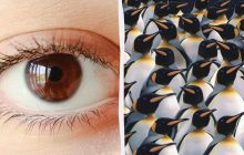 У вас є лиш 7 секунд, щоб знайти сороку серед пінгвінів: підступна оптична ілюзія