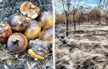 У заповіднику на Одещині сталася пожежа через жінку, яка готувала шашлики (фото)