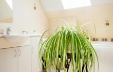 Як прибрати цвіль у ванній: експерт назвав квіти, які видалють токсини та забруднювачі