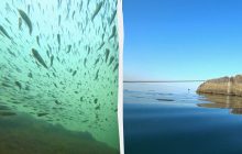 Рыбы много как никогда: эколог показал, что происходит на дне Черного моря (видео)