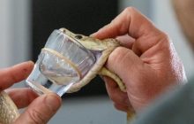 Смертоносная змея в результате рекордного "доения" выдала достаточно яда, чтобы убить 400 человек