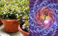 Козерог - денежное дерево, Рыбы - английский плющ: лучшее комнатное растение по знаку Зодиака