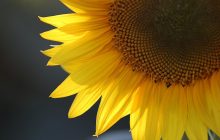Во вторник украинцев ждет жара, в нескольких областях - дожди (карта)