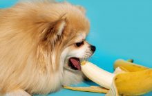 Чи можна собакам їсти банани: ветеринари попередили господарів про наслідки