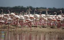 Зруйновані гнізда дивовижних птахів: на Одещині фенікси залишили заповідник через війну