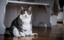 Ожиріння у котів може допомогти людям схуднути, - дослідження