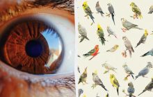 Надо заметить двух одинаковых попугаев за 10 секунд: экзотическая головоломка "Ищи и находи"