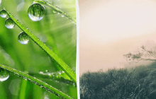 Потрібно вранці походити по росі: яке свято 25 липня, прикмети і заборони дня