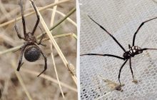 По кілька "чорних вдів" на метр: на Одещині через спеку зросла популяція отруйних павуків