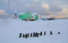 Неочікувані гості: у розпал зими до українських полярників завітали пінгвіни (фото)