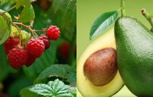 Названы 10 продуктов с самым высоким содержанием клетчатки