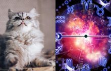 Кот-Рак - ласковый, Кот-Стрелец - активный: что говорит знак Зодиака о вашей кошке