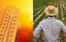 4 способа спасти огород от жары: хитрости полива и советы, чем укрыть растения