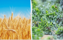 Сьогодні не можна консервувати огірки: яке свято 1 серпня, прикмети і заборони дня