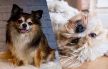 Названы 10 пород замечательных собак, которых лучше избегать семьям с маленькими детьми