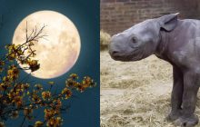 Ученые хотят построить современный "Ноев ковчег" на Луне