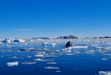 Вчені показали, як в Антарктиці шпигують горбаті кити : кумедне відео