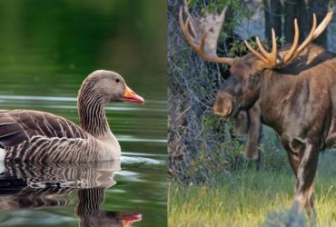 Лосиный сыр, гнезда стрижей и не только: 10 безумно дорогих и странных деликатесов