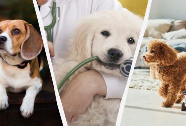 Самые здоровые собаки: кинологи назвали 10 пород, которые меньше всего болеют