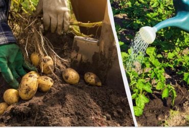 4 килограмма с одного куста: чем нужно подкормить картофель в июле
