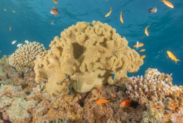 На Бали из-за высокой температуры обесцвечивание коралловых рифов становится катастрофическим