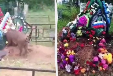 У Росії могили героїв СВО розкопують свині-вандали (відео)