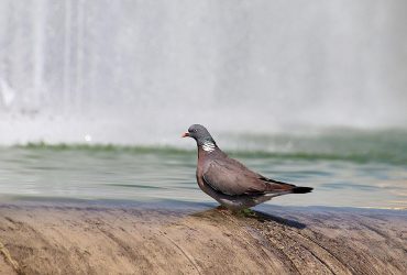 Україну накриє хвиля спеки до +38°: коли чекати полегшення