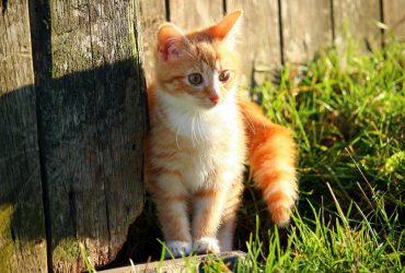 Відома синоптикиня розказала, яка погода буде в Україні на рубежі літа й осені (карта)