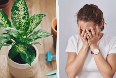 Від зради чоловіка до проблем зі здоров'ям: 5 причин прибрати диффенбахію з дому