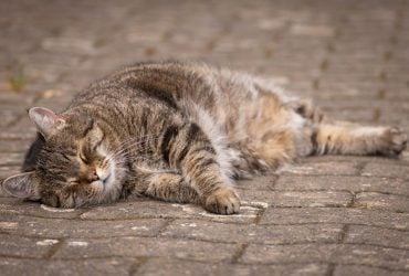 В Украине потеплеет до +19°: синоптики рассказали, когда наступит почти лето