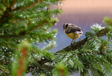 Сегодня в Киеве похолодает на 5 градусов и задождит